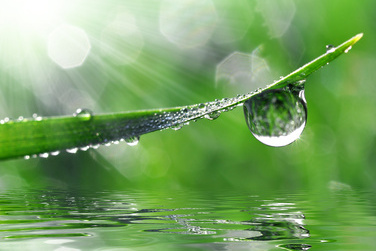 Symbolbild grünes Blatt mit klarem Wasser